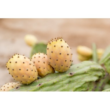 The Marvel of Moroccan Prickly Pear Seed Oil