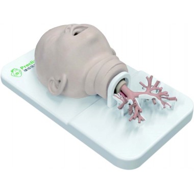Endoscopy simulation model