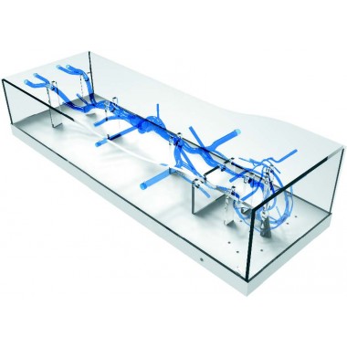 Intracranial Femoral Vein Model