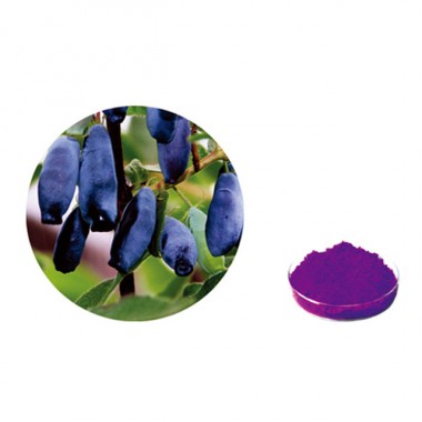 ISO Certificated 100% Natural Lonicera Caerulea Extract Powder, 20-60% Anthocyanins,Anti-oxidant
