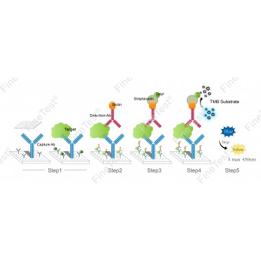 Human TNF-α(Tumor Necrosis Factor Alpha) ELISA Kit