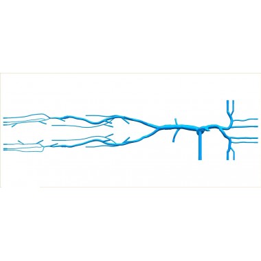 Superior And Inferior Vena Cava - Lower Extremity Vein Simulation Model