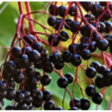Elderberry Extract