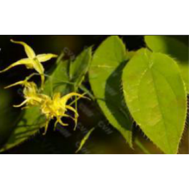 Epimedium Extract