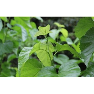 Mulberry Leaf Extract