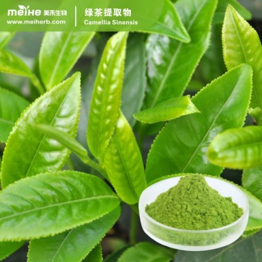 Green Tea Extract
