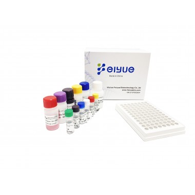 Human RHOA(Transforming protein RhoA) ELISA Kit