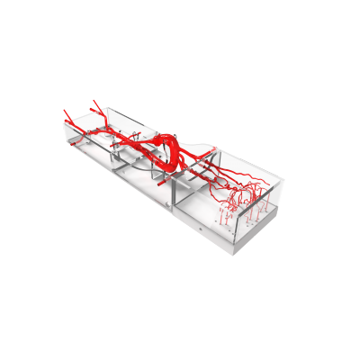 Intracranial Vascular Model