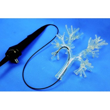 Bronchoscope training model