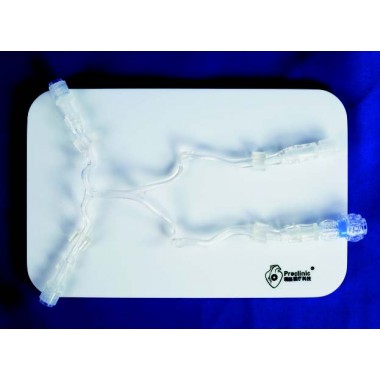 Posterior Cerebral Circulation Vessel Model