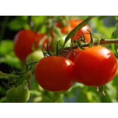 Lycopene
