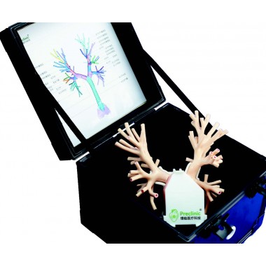 Endobronchial Ultrasound (EBUS) Training Model