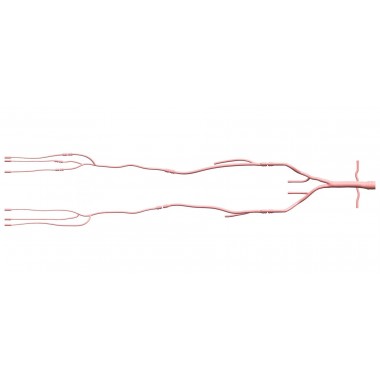 Lower Extremity Artery Simulation Model