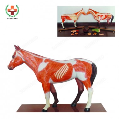 SY-N033 Advanced Series Animal Skeleton Anatomical Models for Sale