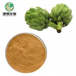 High Quality Cynarin 0.5% 2.5% 5% HPLC Artichoke extract powder Chlorogenic Acid