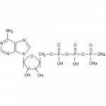 Pamidronate Disodium