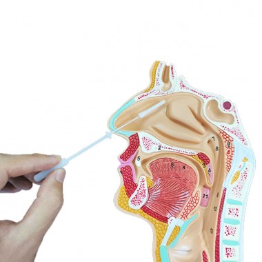 Disposable Mid Turbinate Nasal Flocked Swab for Cell & Specimen Collection