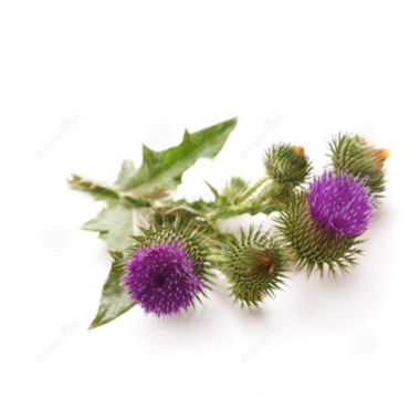 Milk Thistle Extract