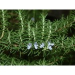 rosemary essential oil