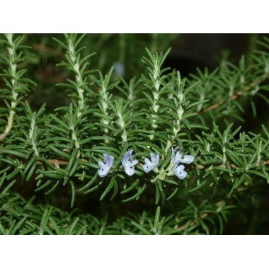 rosemary essential oil