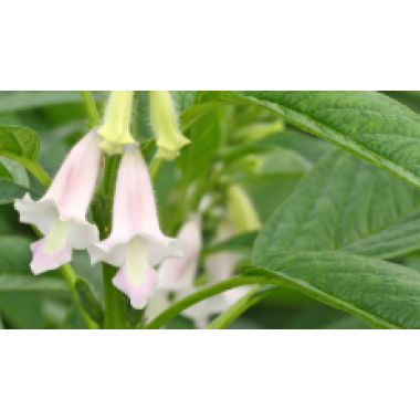 Sesamin complex Solvent free 70% (Sesamum indicum)