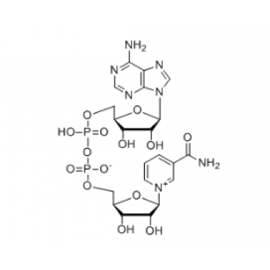 β-Nicotinamide Adenine Dinuclotide