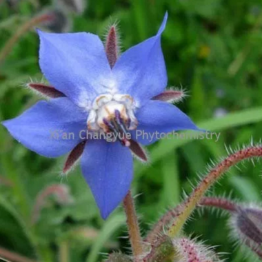 Borage Herb Extract