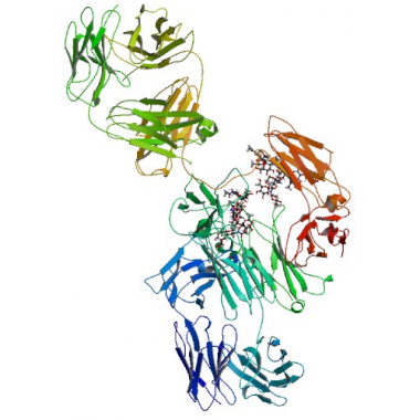 ranibizumab