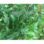 Kalmeg Extract 10%, 20% and 50% (Andrographis paniculata)