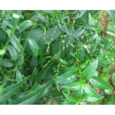 Kalmeg Extract 10%, 20% and 50% (Andrographis paniculata)