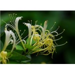 HoneySuchle Flowers Extract,Chlorogenic Acid 5-98%,327-97-9