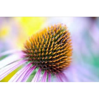 EChinacea Purpurea Extract