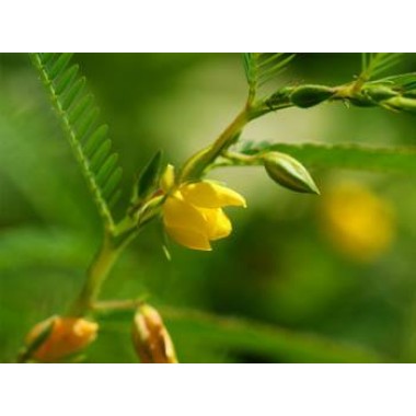 Cassia Nomame Extract