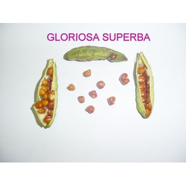 Gloriosa superba seeds