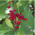 Schisandra chinensis extract