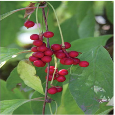 Schisandra chinensis extract