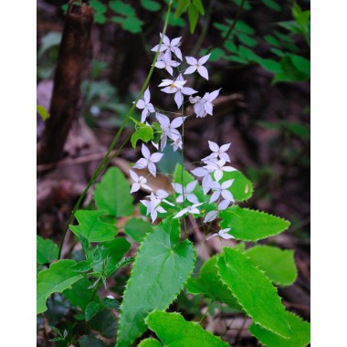 Epimedium Extract