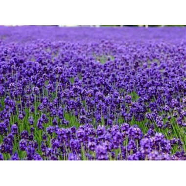 Lavender essential oil