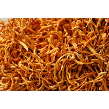 Cordyceps extract