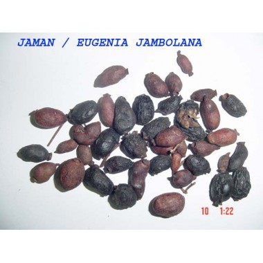 Euginia jambolana India jamun beej