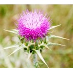 Milk Thistle Extract