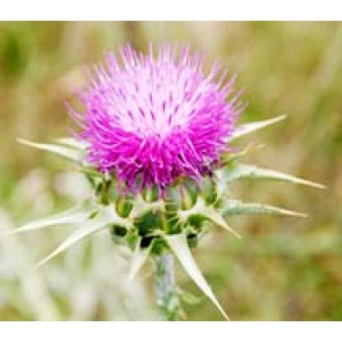 Milk Thistle Extract