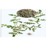 Tribulus Terrestris Extract(Total Saponins 80%)