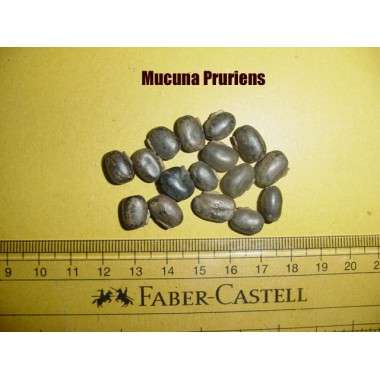 Mucuna pruriens