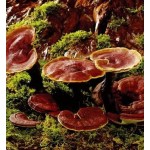 Ganoderma Extract