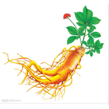 Ginseng Extract