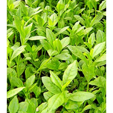 Ginseng Stem and Leaf Total Saponins