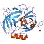 V8 Protease