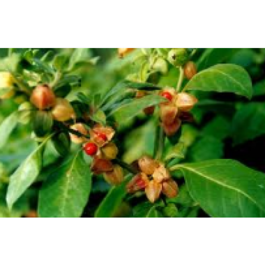 Ashwagandha Extract 2.5% and 4%, 5% (Whithania Somnifera)