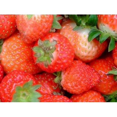 Strawberry concentrated powder